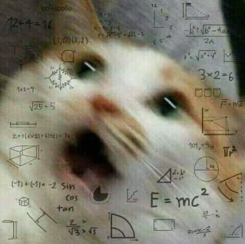 Bựa há mồm meme mèo cười luôn gây ấn tượng với sự hài hước