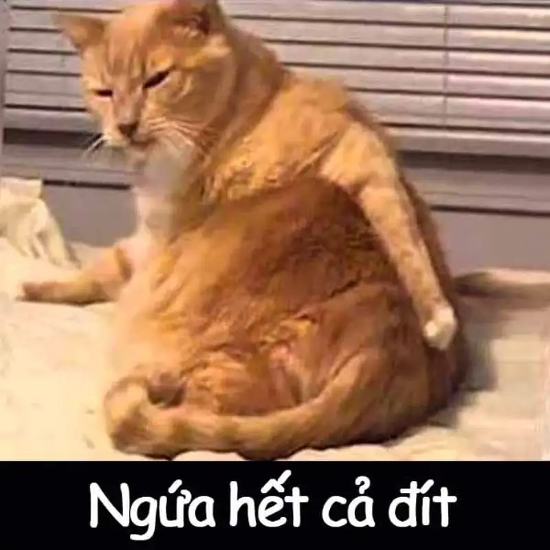 Avatar meme bựa tạo nên những khoảnh khắc đáng yêu