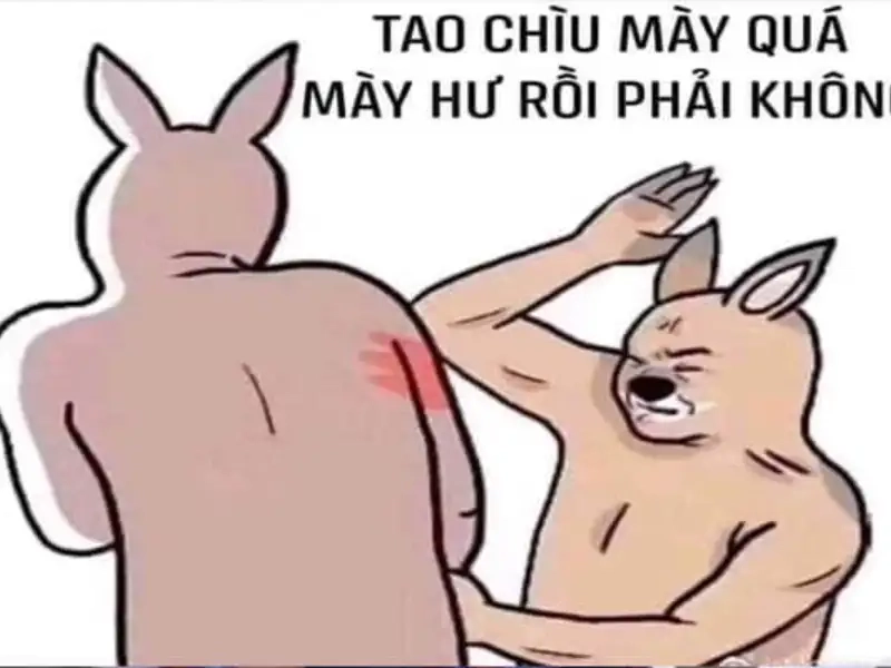 Meme chó mèo đánh nhau tạo nên những câu chuyện hài hước
