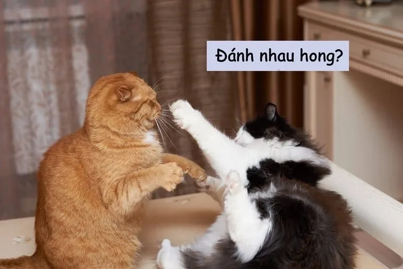 Meme đánh đi tạo nên sự vui vẻ và hài hước
