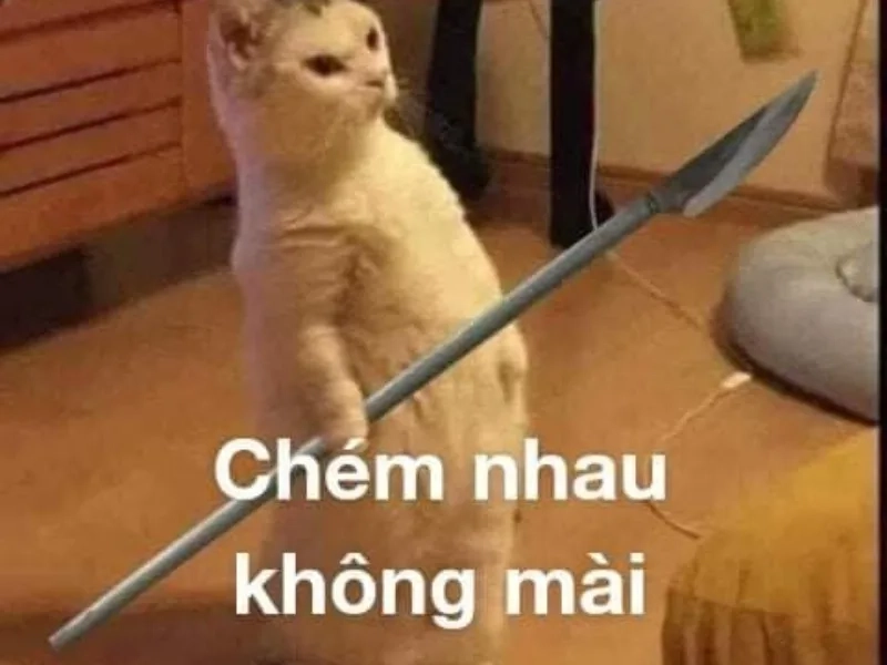 Meme mèo đánh giá luôn thu hút sự chú ý với sự dễ thương