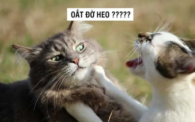 Meme đánh răng mang đến sự hài hước và vui nhộn