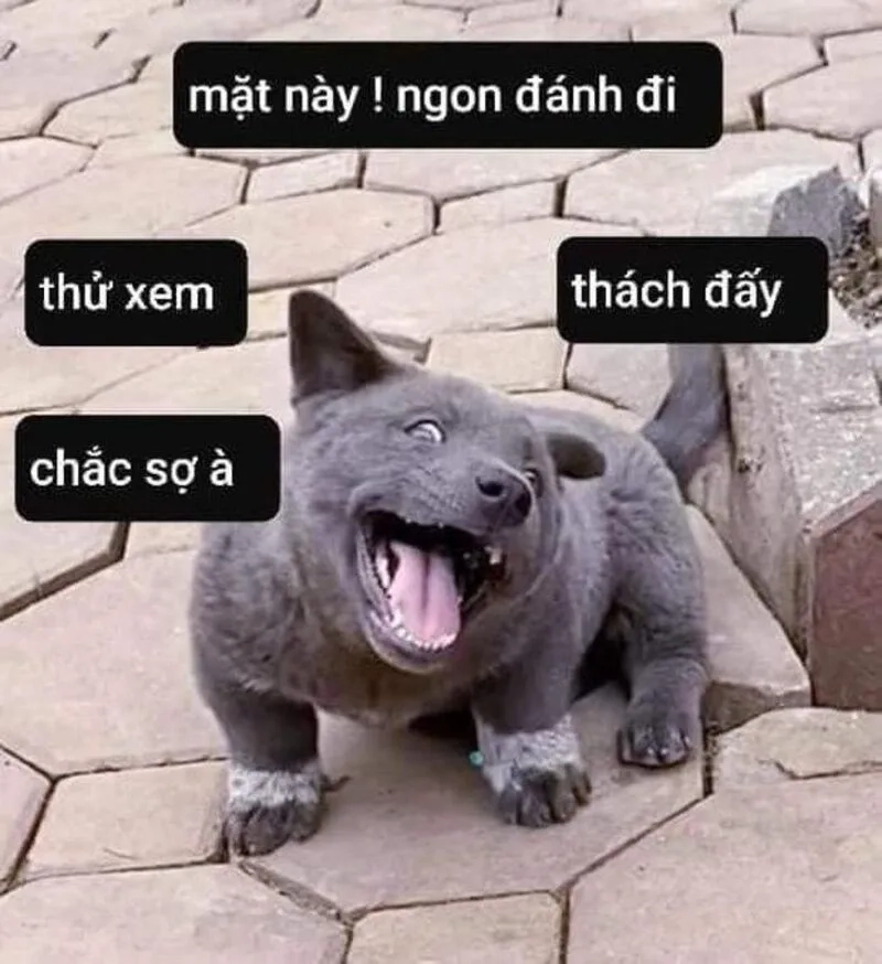 Meme đánh máy tính luôn gây ấn tượng với sự hài hước
