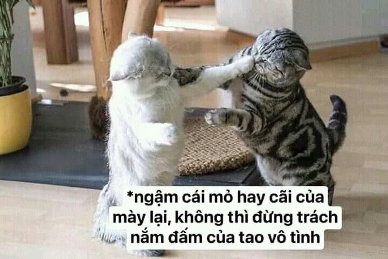 Người ta đánh giá meme tạo nên những câu chuyện thú vị