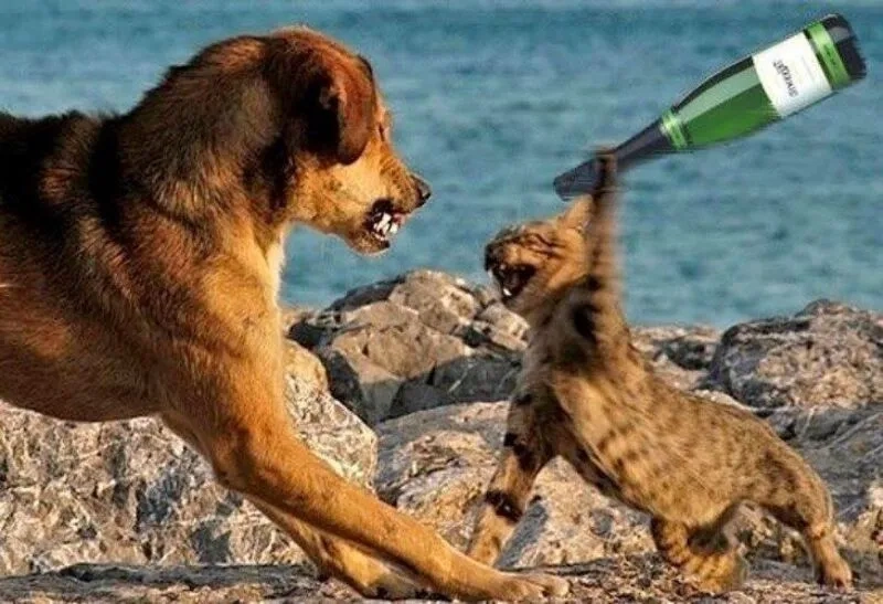 Meme đánh đàn tạo nên những khoảnh khắc đáng yêu