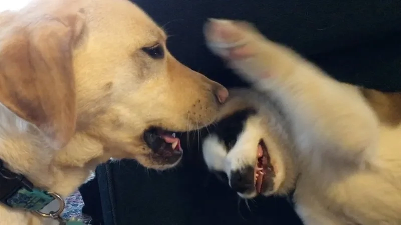 Meme đánh thức tạo nên sự vui vẻ và hài hước