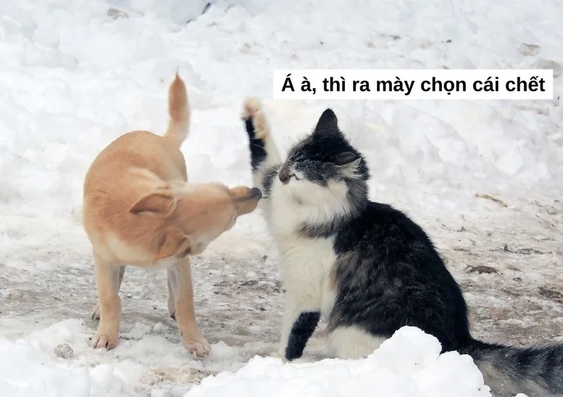 Meme đánh lộn tạo nên những khoảnh khắc thú vị