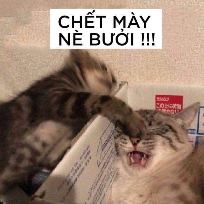 Cờ bạc meme đánh bài thua mang đến tiếng cười cho mọi người