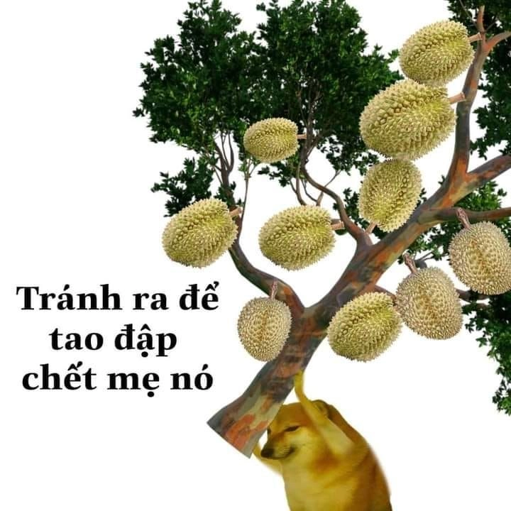 Meme mèo đánh bài tết tạo nên sự dễ thương và vui nhộn