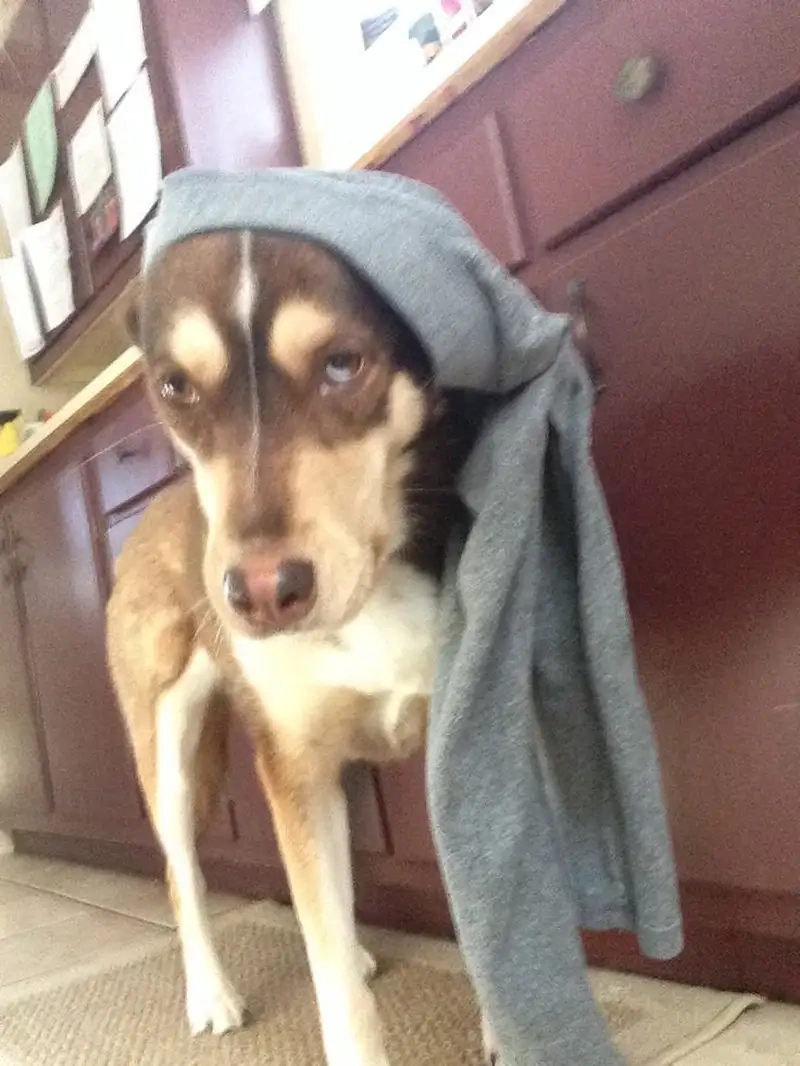 Meme quê đội quần tạo nên những khoảnh khắc thú vị