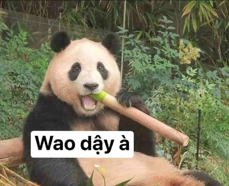 Hải ly trung quốc meme luôn gây ấn tượng với sự dễ thương