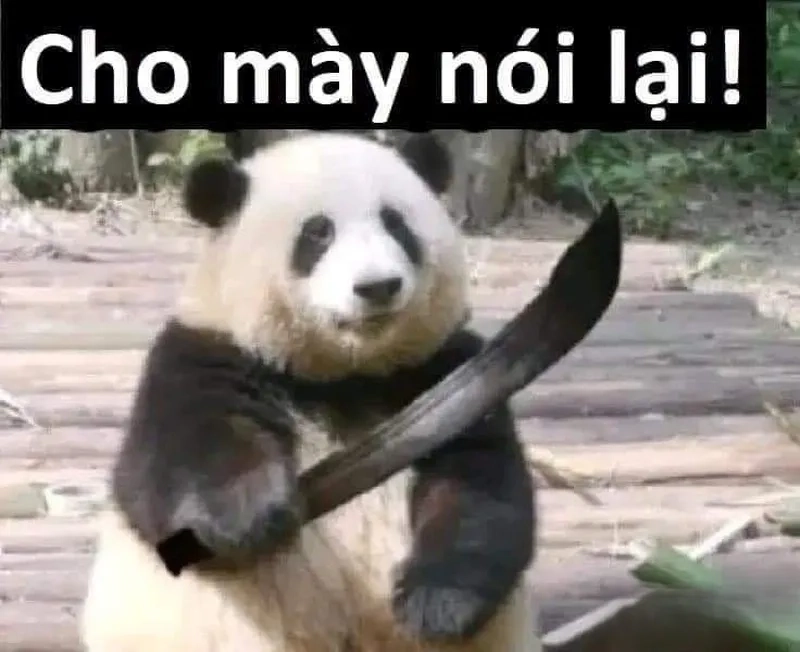 Gấu trúc meme trung quốc tạo nên sự dễ thương và vui nhộn