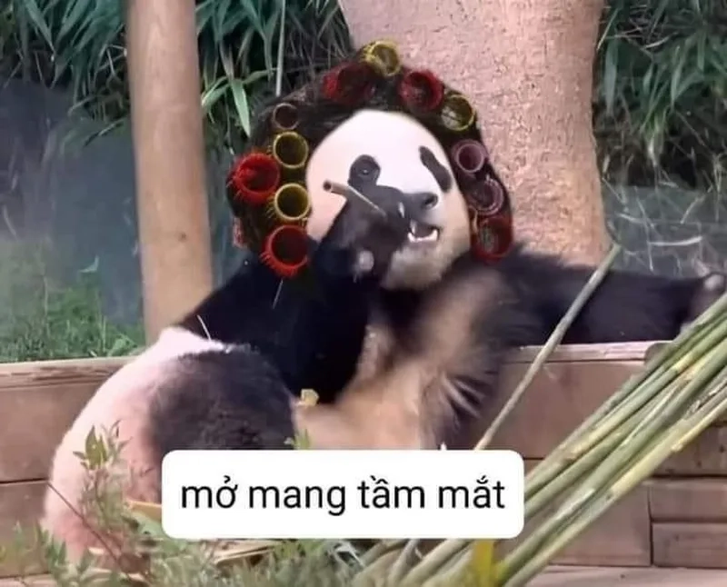 Meme con gấu trúc trung quốc luôn thu hút sự chú ý