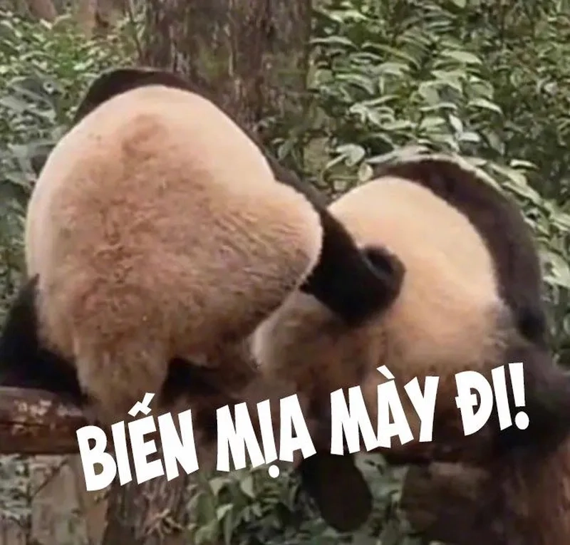 Meme trung quốc gấu trúc mang đến những câu chuyện thú vị