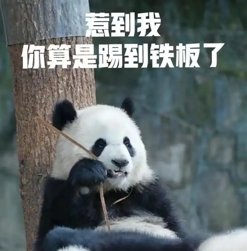 Hoạt hình meme trung quốc luôn gây ấn tượng với sự sáng tạo