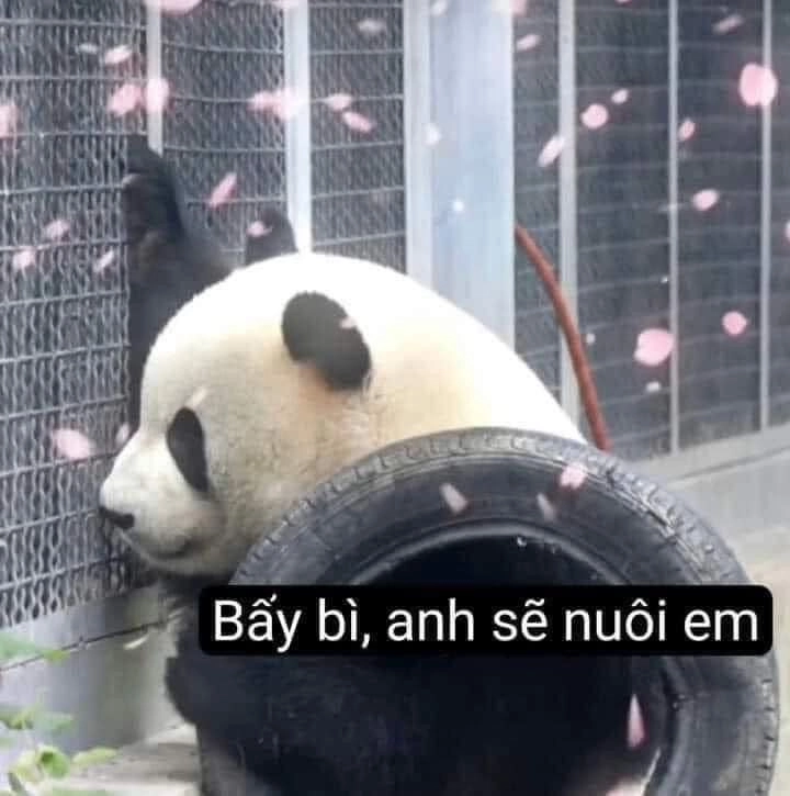 Meme phim châu tinh trì mang đến tiếng cười cho mọi người