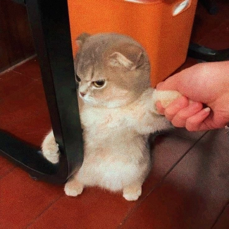 Meme phim cung đấu tạo nên những khoảnh khắc hài hước