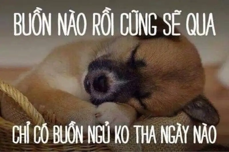 Meme mèo ngủ dậy tạo nên sự dễ thương và đáng yêu