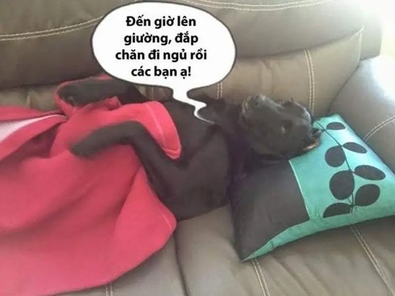 Meme ngủ ngon mèo luôn thu hút sự chú ý