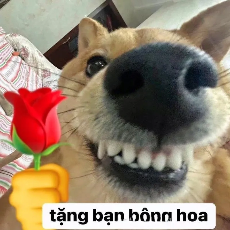 Meme mèo tặng hoa hồng mang đến sự ngọt ngào và dễ thương