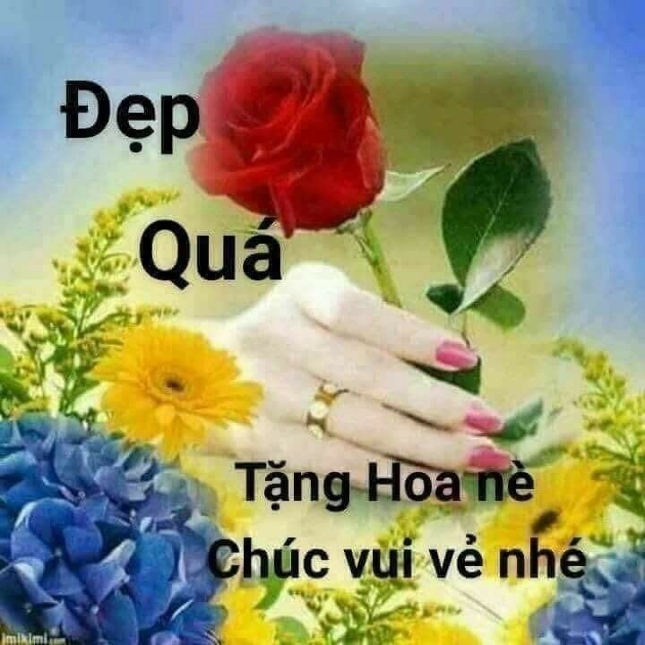 Meme tặng hoa mèo tạo nên sự dễ thương và vui nhộn