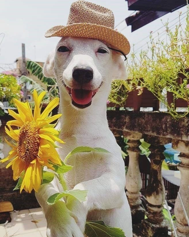 Tặng hoa hồng meme mèo cute luôn làm tan chảy trái tim người xem