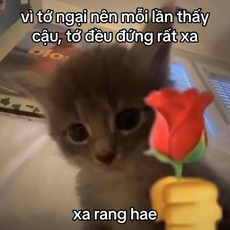Meme tình cảm luôn thu hút sự chú ý với sự chân thành
