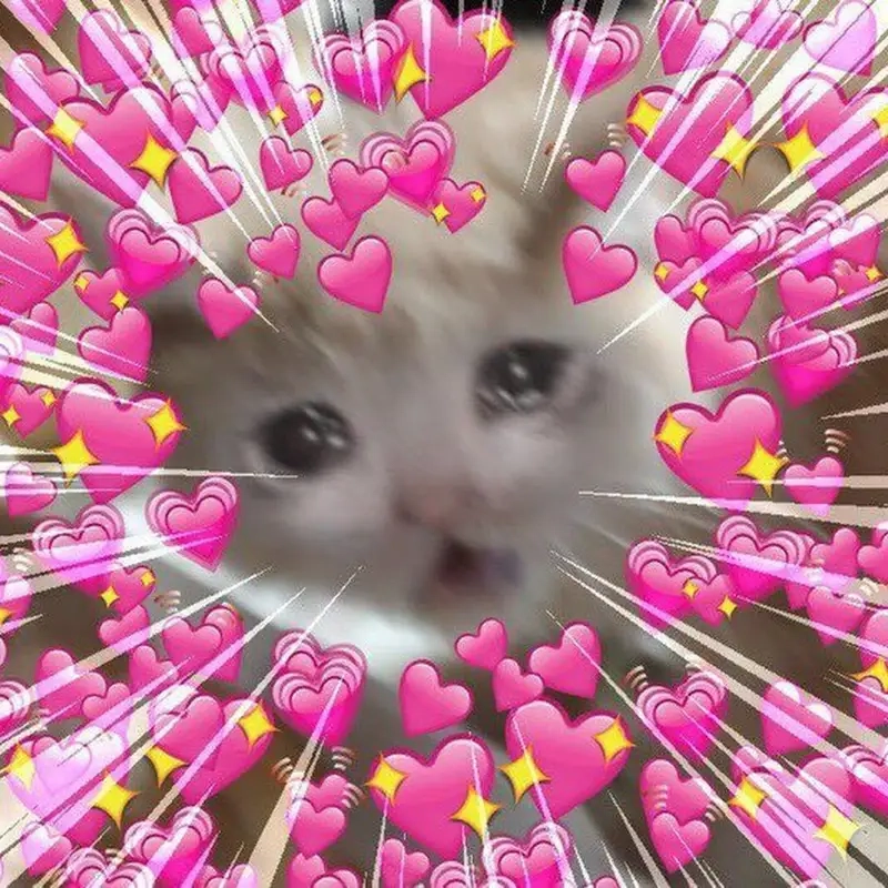 Trái tim meme mèo cute tạo nên những khoảnh khắc đáng yêu