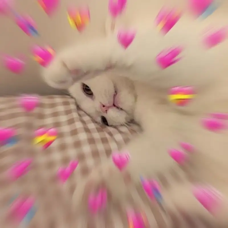 Ảnh meme mèo trái tim tạo nên những khoảnh khắc vui vẻ