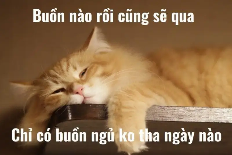 Meme mèo buồn ngủ luôn làm tan chảy trái tim người xem