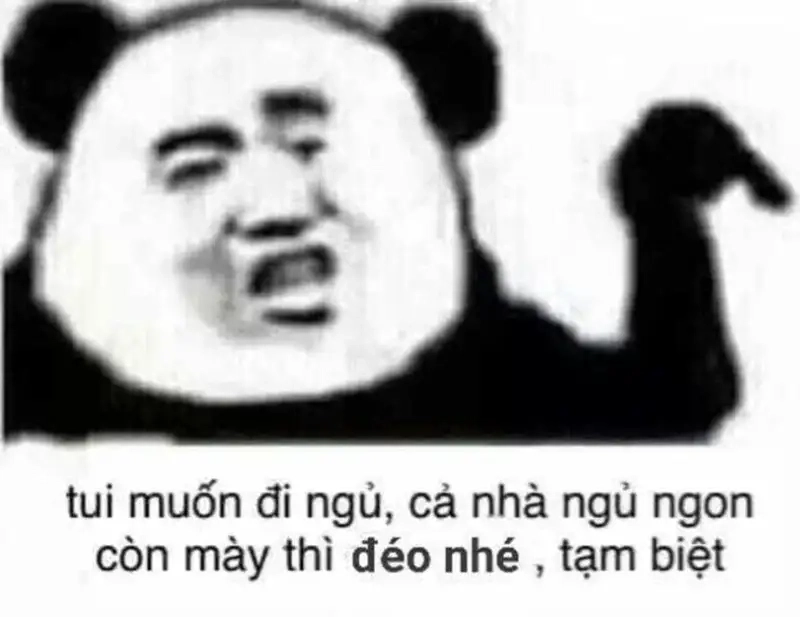 Meme mèo mất ngủ tạo nên những khoảnh khắc thú vị