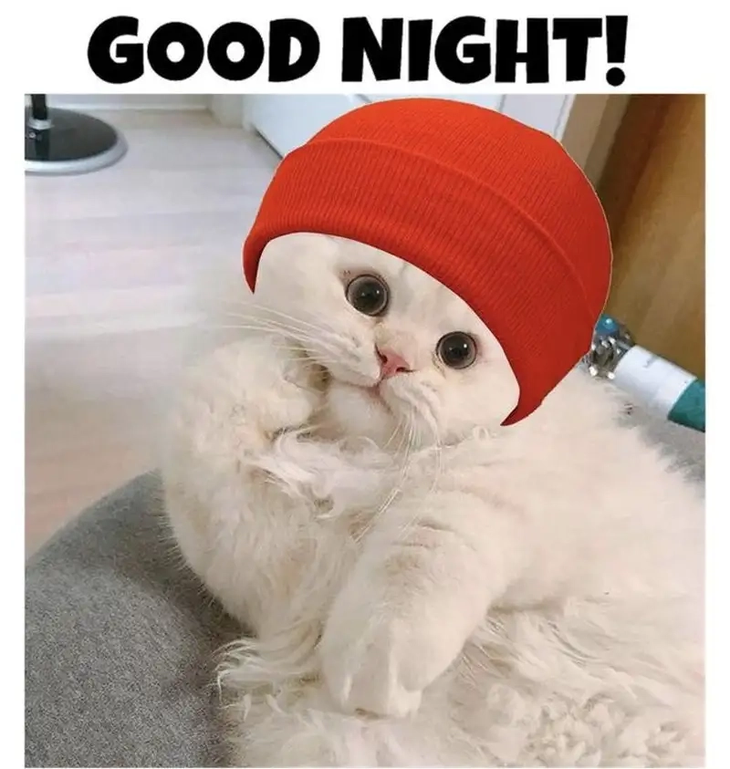 Ảnh đi ngủ meme luôn gây ấn tượng với sự hài hước