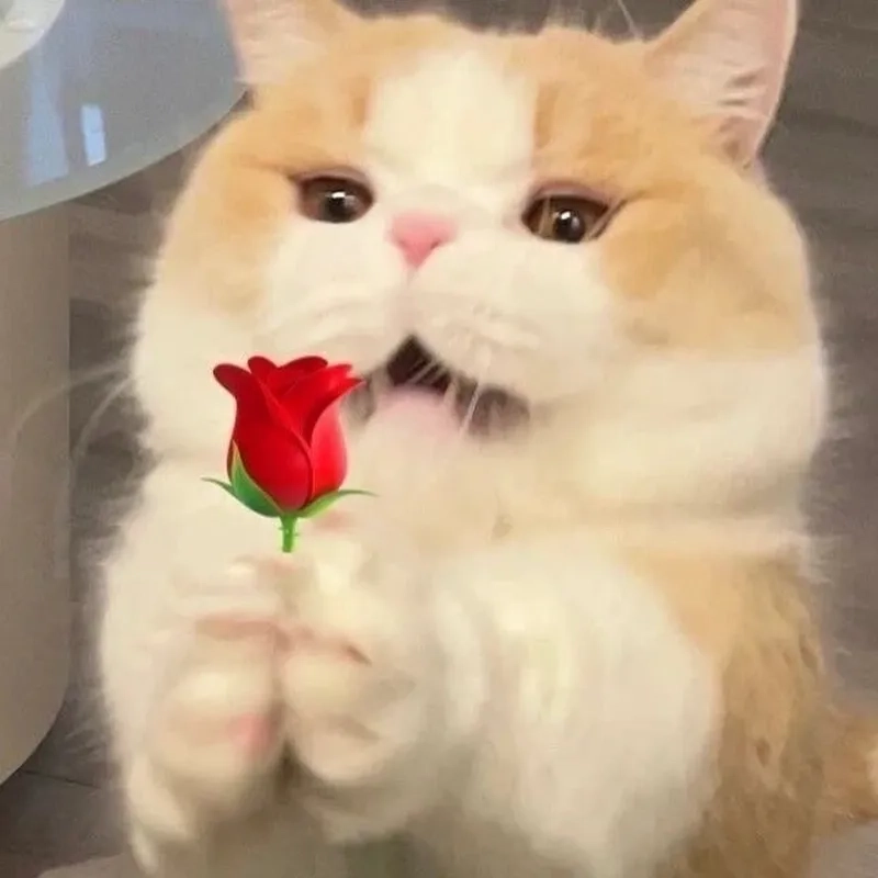 Tặng trái tim meme luôn gây ấn tượng với sự dễ thương