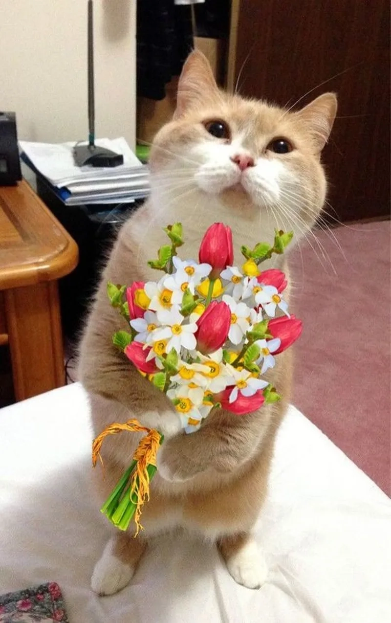 Trái tim meme mèo cute luôn thu hút sự chú ý