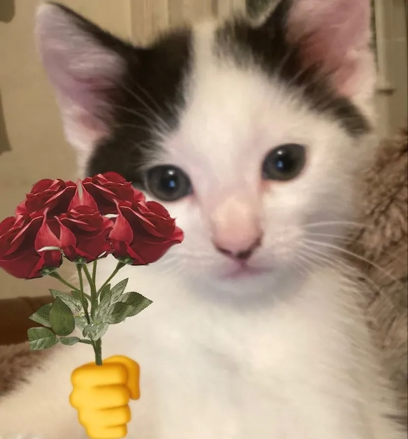 Ảnh meme tặng nhẫn luôn gây ấn tượng với sự hài hước