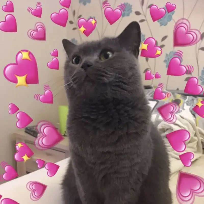 Meme tình yêu to bự luôn mang đến sự ngọt ngào và vui nhộn