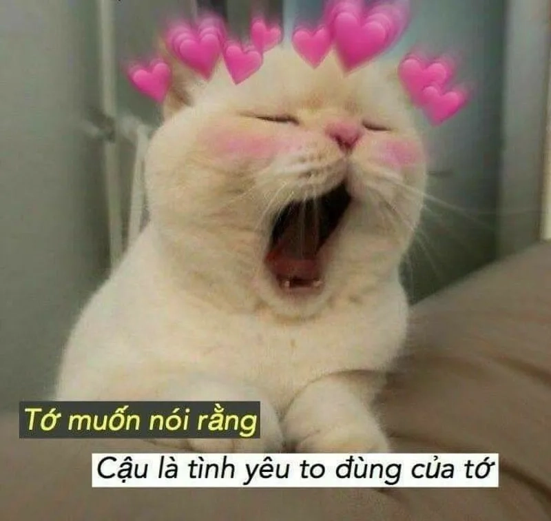 Meme mèo hun tạo nên những khoảnh khắc đáng yêu