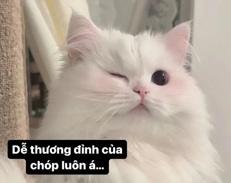 Meme mèo có chữ tạo nên những khoảnh khắc đáng yêu