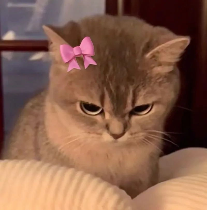 Spider man meme tạo nên những khoảnh khắc hài hước