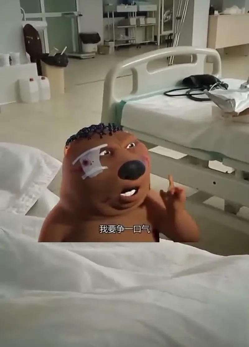 Meo meo trung quốc luôn thu hút sự chú ý với sự dễ thương