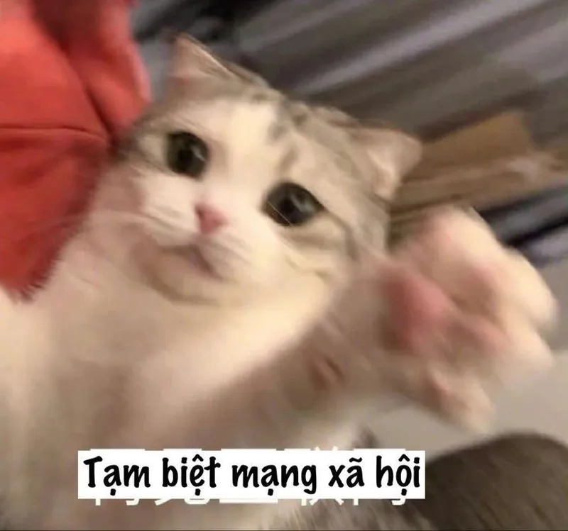 Meme mèo trắng luôn gây ấn tượng với sự đáng yêu