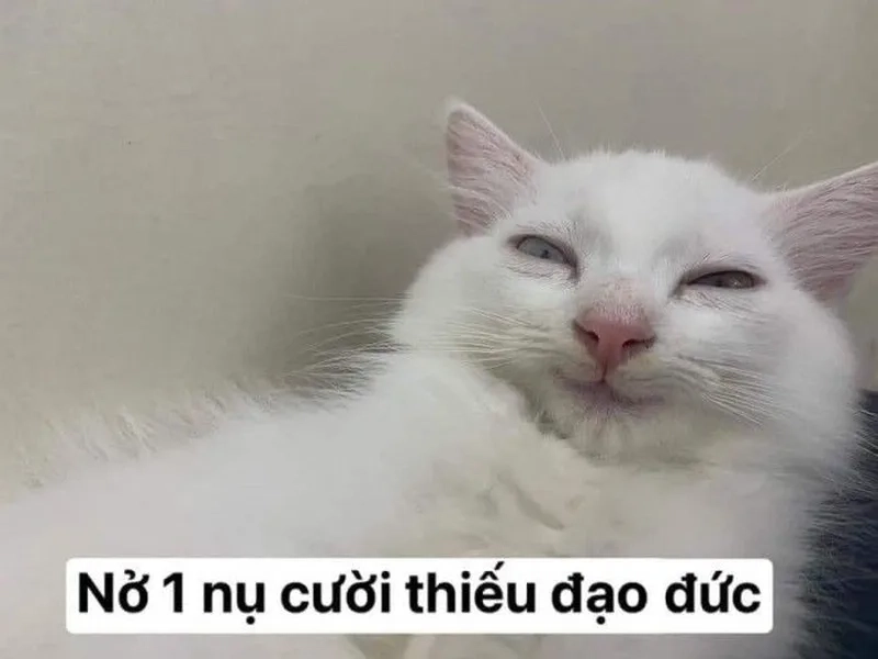 Meme gấu trúc khóc tạo nên những khoảnh khắc cảm động