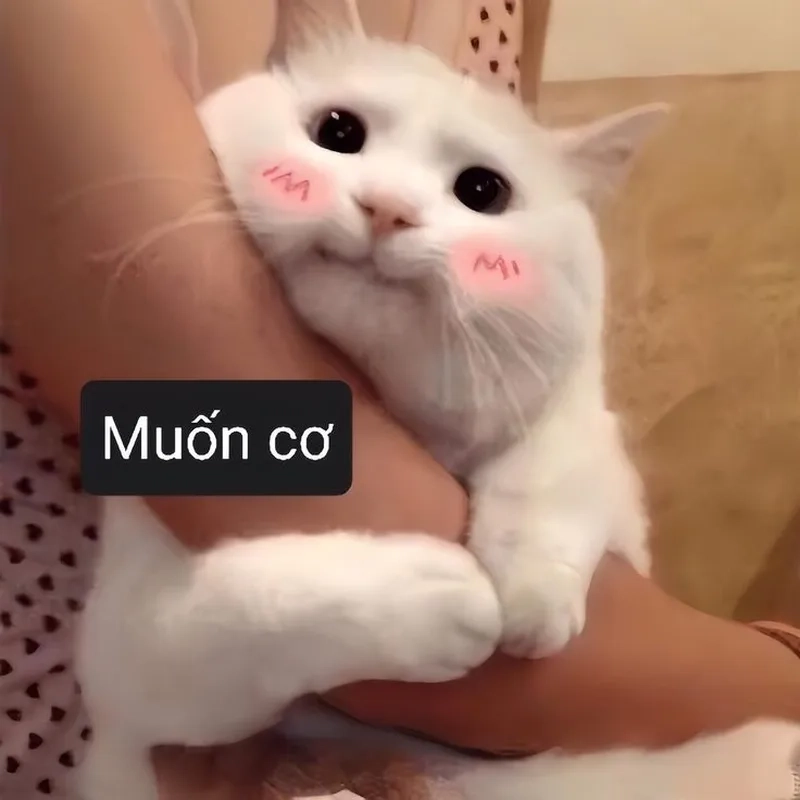 Meme em bé cute hài hước luôn thu hút sự chú ý