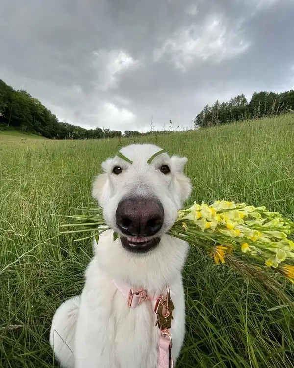 Tặng bông hoa meme luôn gây ấn tượng với sự dễ thương