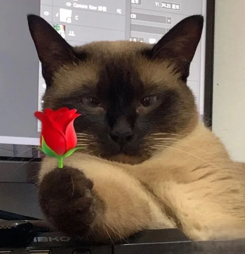 Tặng kẹo meme luôn mang đến sự dễ thương và vui nhộn