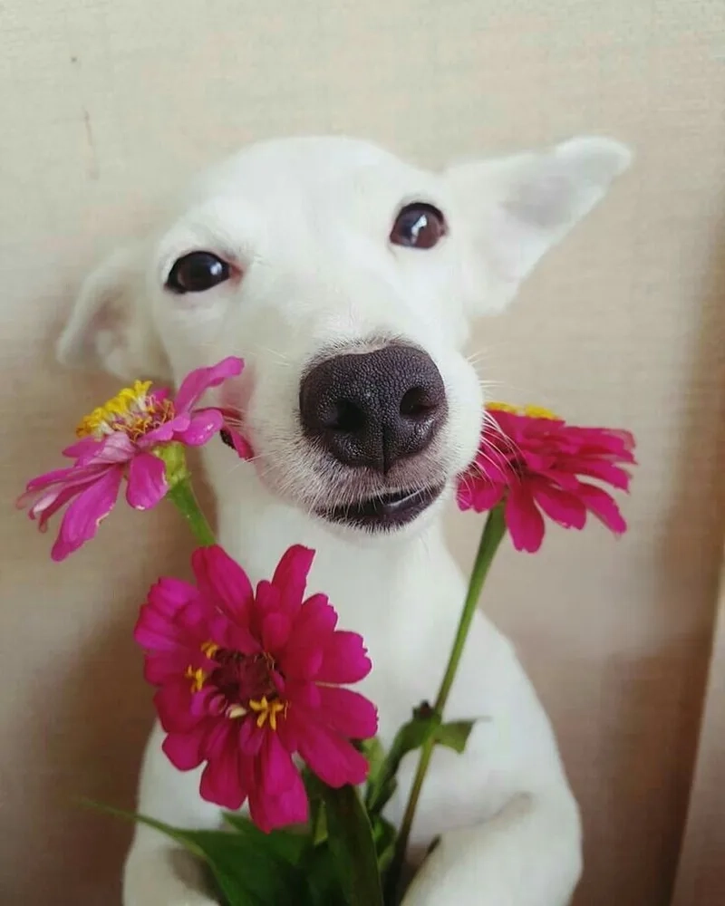 Meme mèo tặng kẹo tạo nên những khoảnh khắc đáng yêu