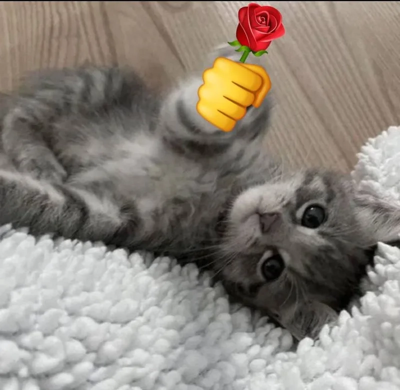 Meme cho kẹo luôn gây ấn tượng với sự hài hước