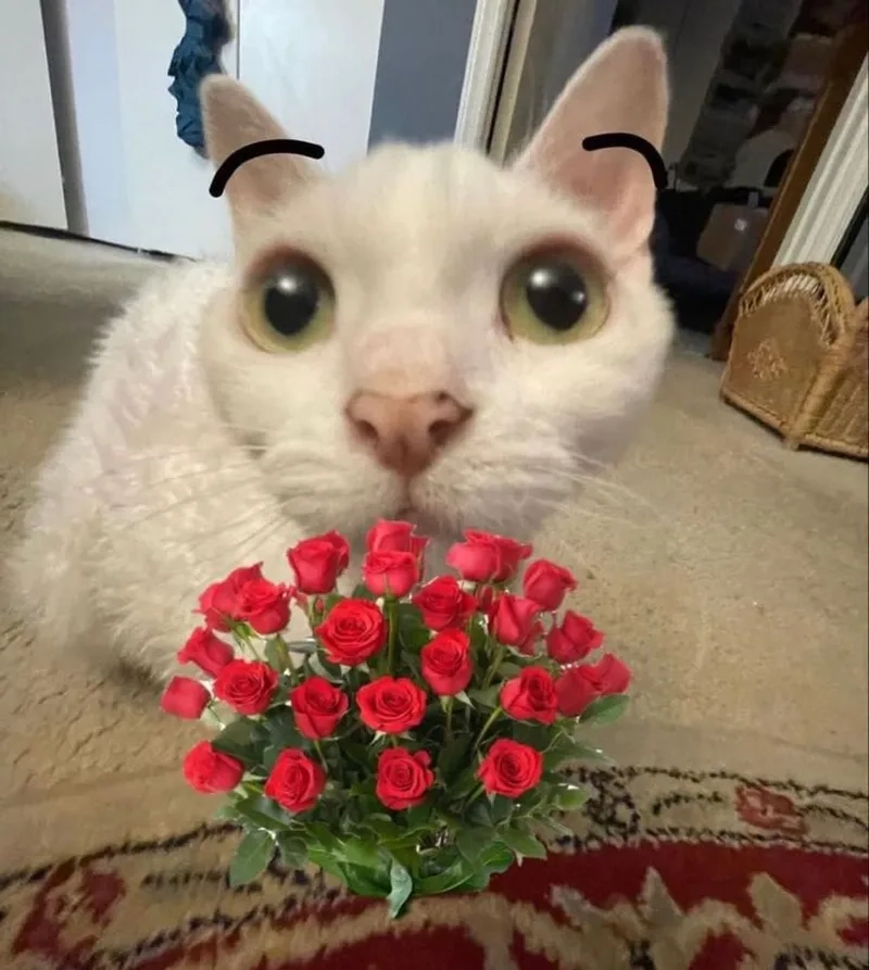 Cho kẹo nè meme luôn thu hút sự chú ý với sự dễ thương