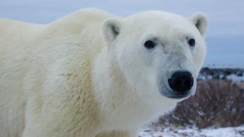 Ảnh gấu trắng là lựa chọn tuyệt vời cho những ai yêu thích động vật