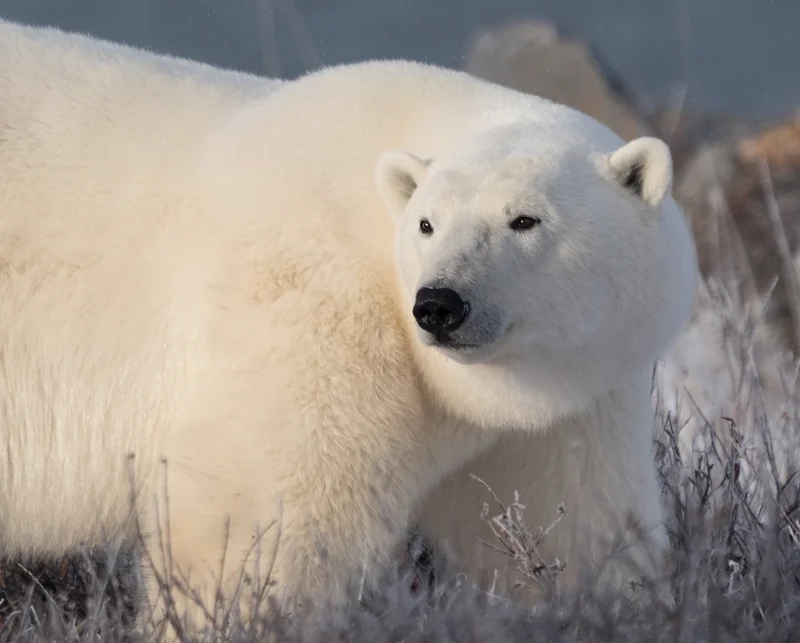 Hình ảnh gấu trắng dễ thương sẽ làm cho bạn cảm thấy vui vẻ hơn